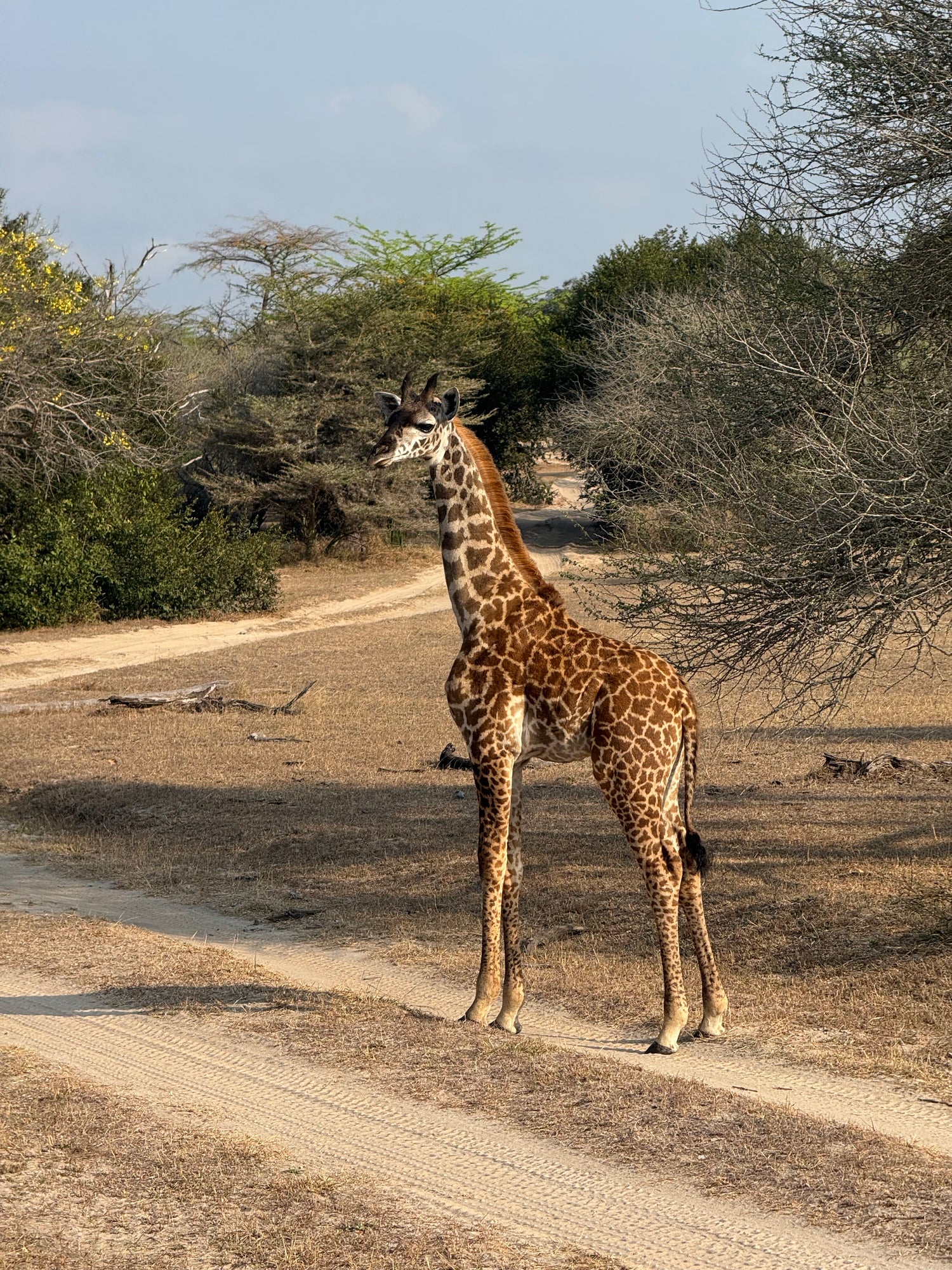 AFRIQUE